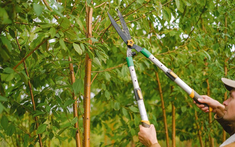 Tree trimming in Teaberry, KY