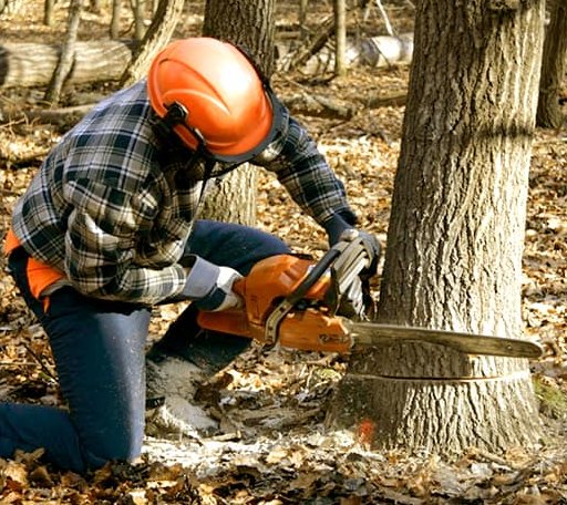 Tree Removal in Teaberry, KY